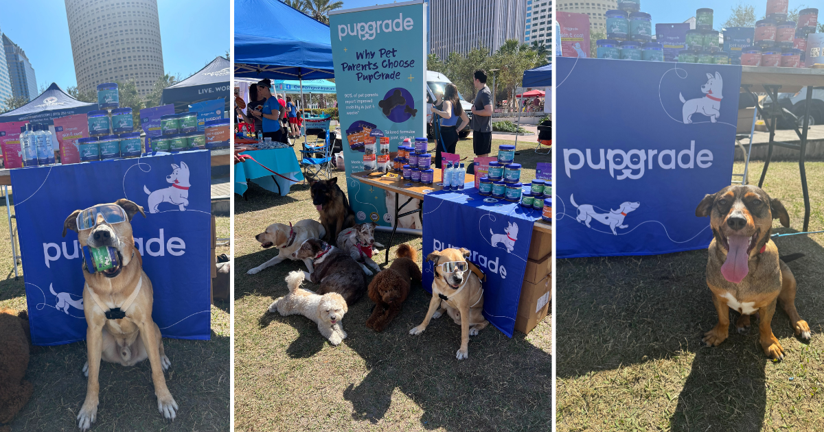 Three photos showing a dog wearing sunglasses sitting in front of a PupGrade booth, a group of dogs at the booth, and a dog with its tongue hanging out sitting by the booth.