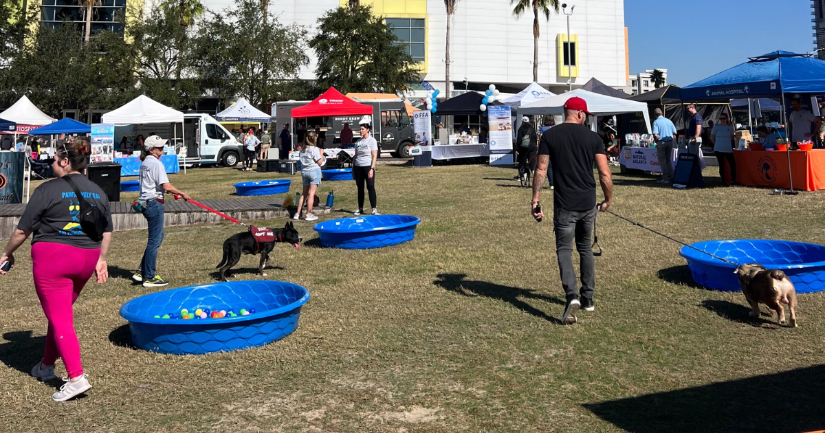 People and dogs walking around the Bark at the Park event in Tampa Bay